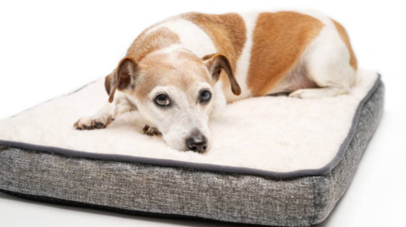 The Complete Guide to Memory Foam Dog Beds: Comfort, Health, and Lasting Support 