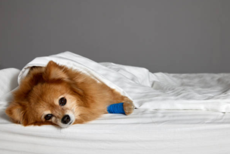 The Benefits of Using a Washable Dog Mattress Cover
