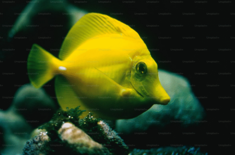 The Science Behind Goldfish Memory Span: Debunking the Myth