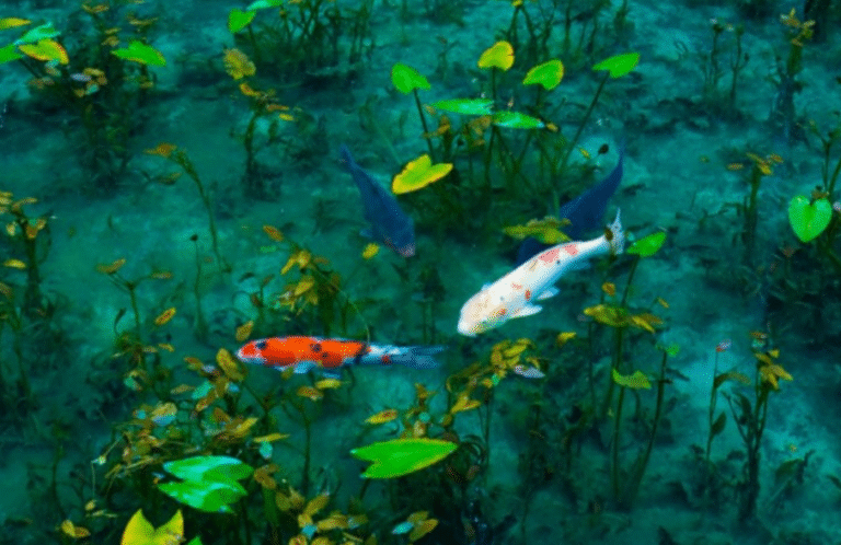5 Ways Evolution Aqua Enhances the Health of Your Pond and Fish