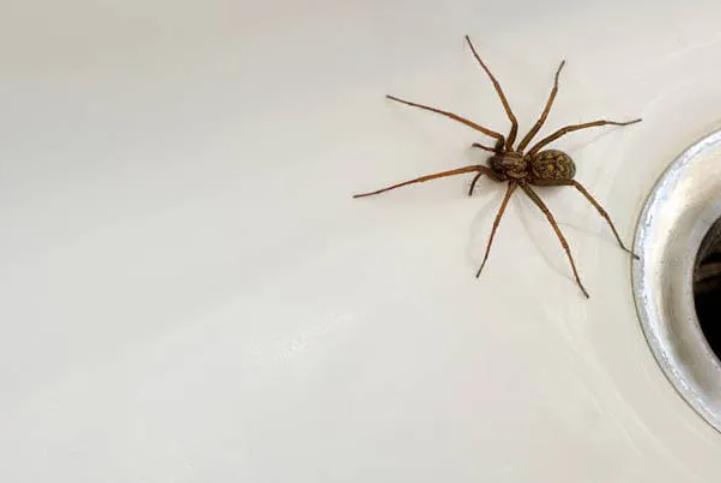 Spotting the Early Signs of a Spider Infestation in Your Australian Home