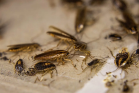 German Cockroaches Won’t Leave? The Problem Might Be Inside Your Walls